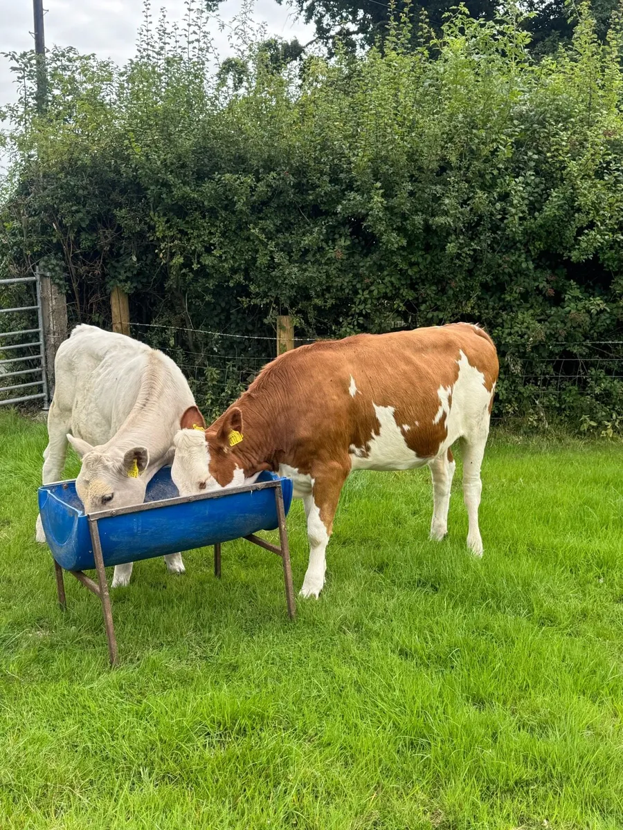 FKV Cross Heifers - Image 4