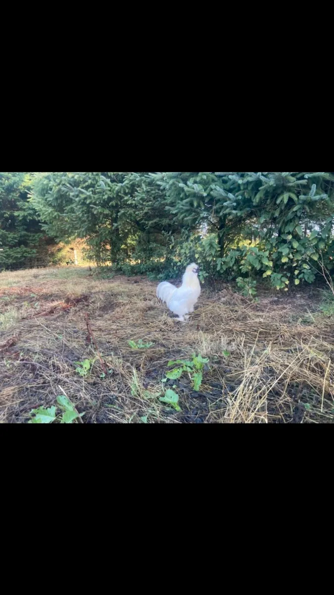 FREE Silkie Cocks - Image 1