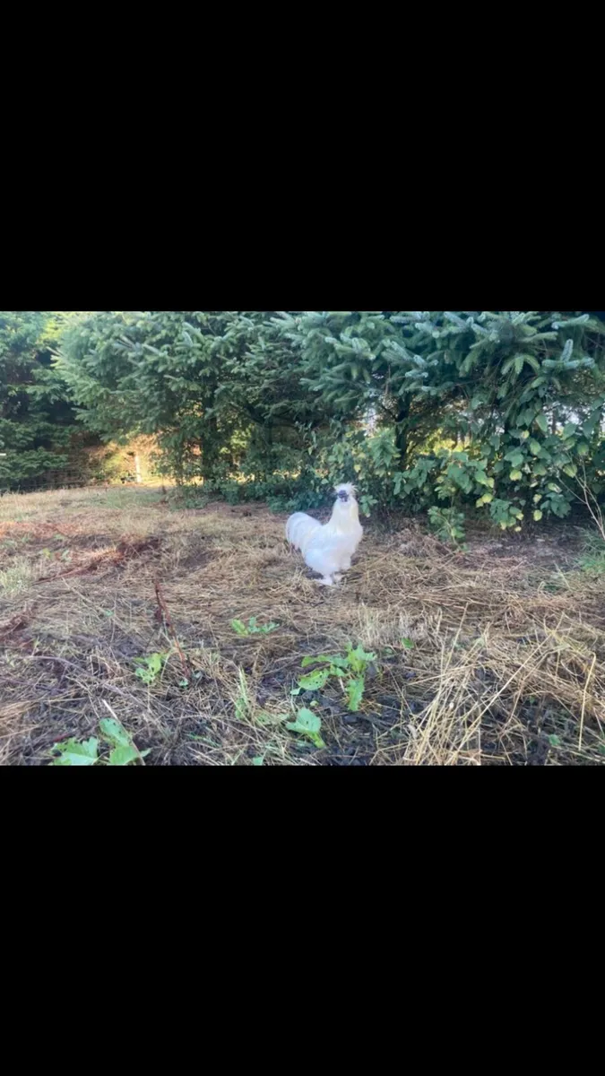 FREE Silkie Cocks - Image 2