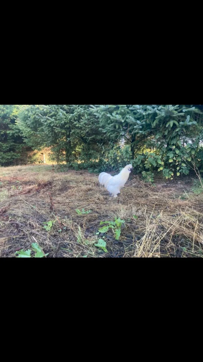 FREE Silkie Cocks - Image 3