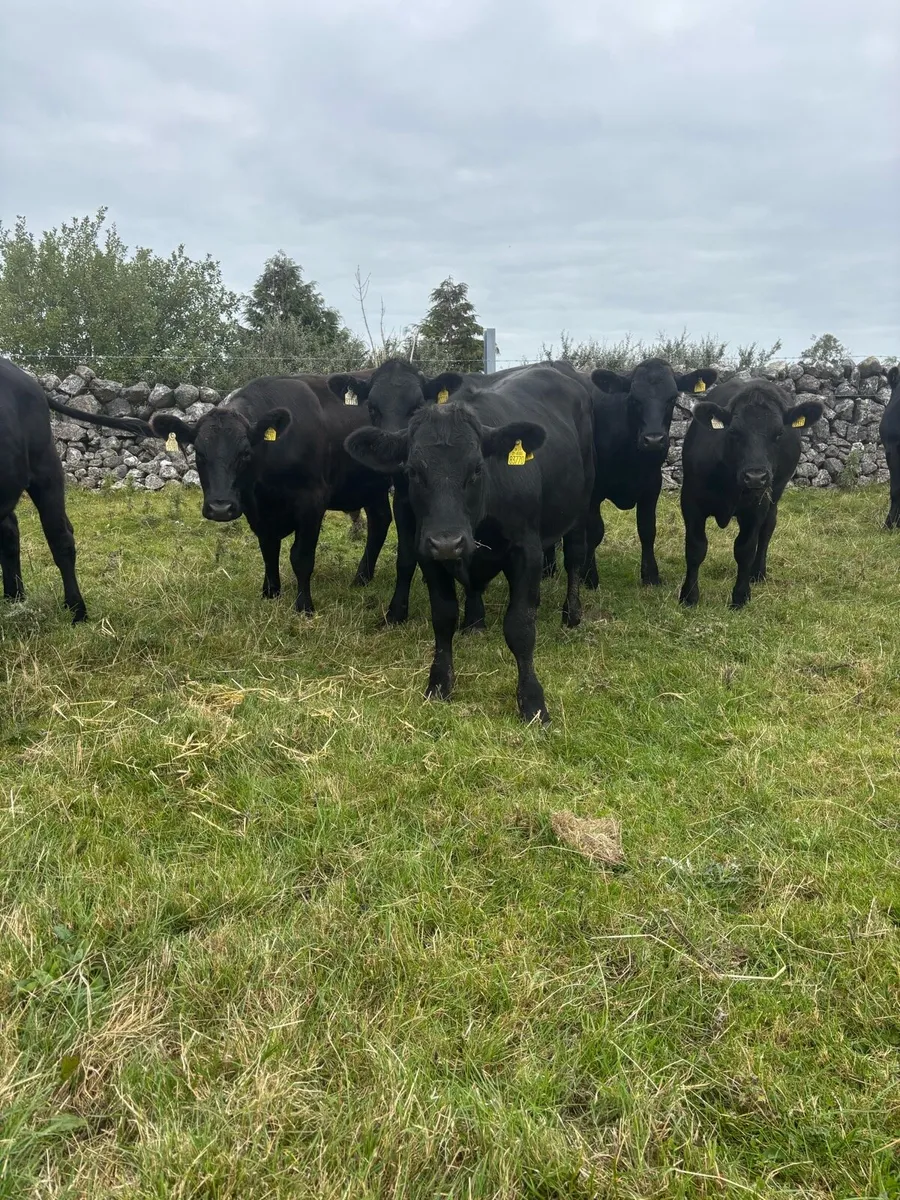Angus Bullocks - Image 1