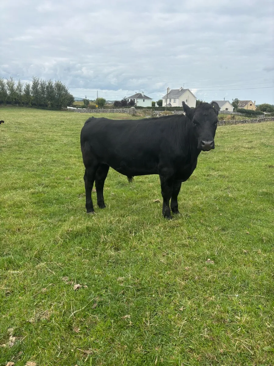 Angus Bullocks - Image 3