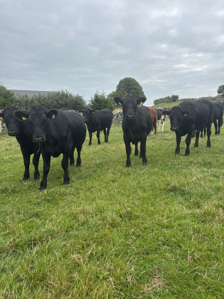 Angus Bullocks - Image 4