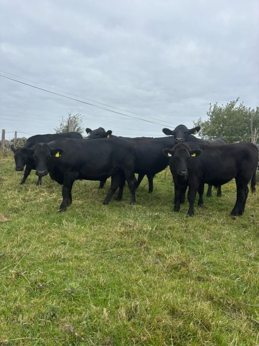 Angus Bullocks - Image 2