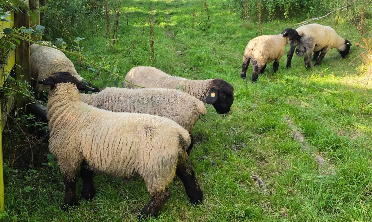 Pedigree Suffolk Shearling Ram - Image 2