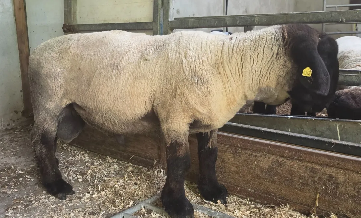 Pedigree Suffolk Shearling Ram - Image 1