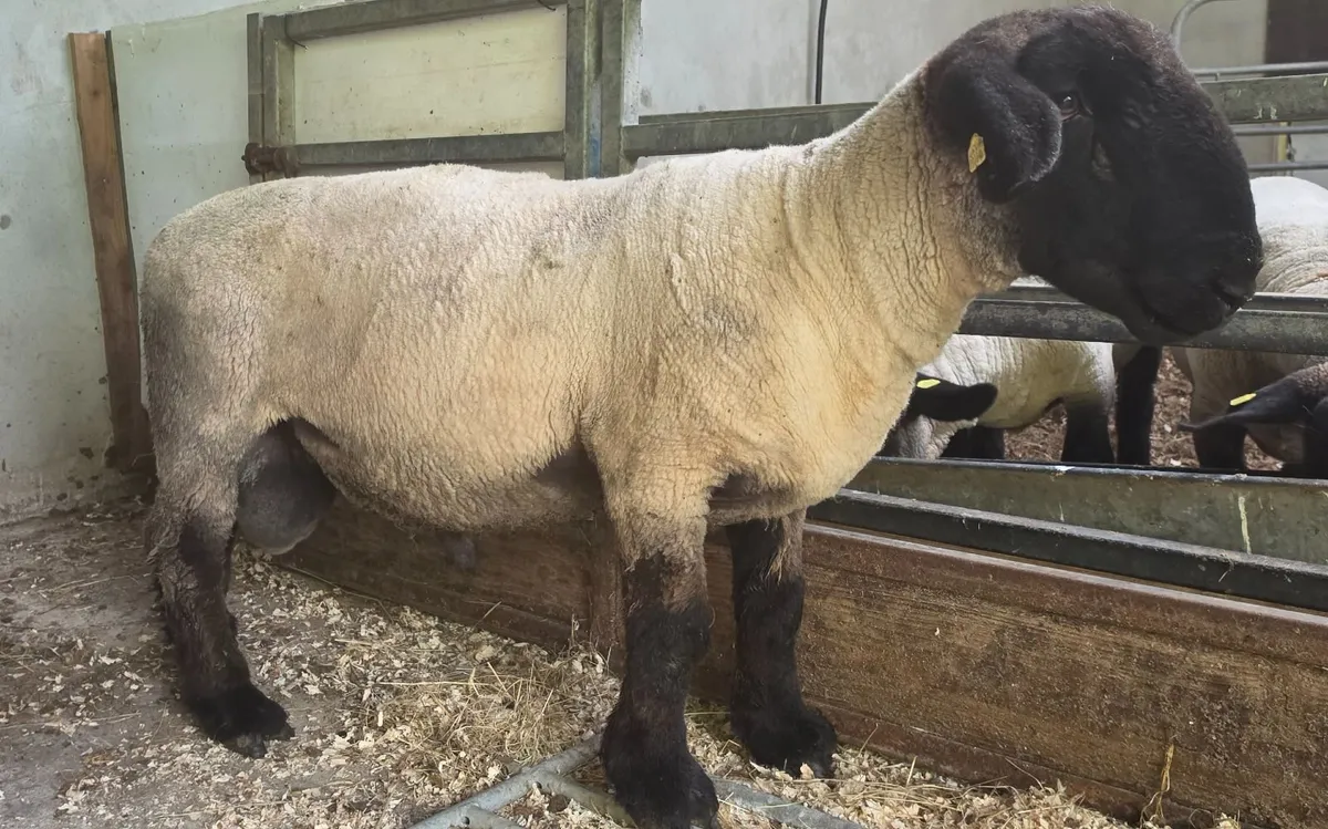 Pedigree Suffolk Shearling Ram - Image 4