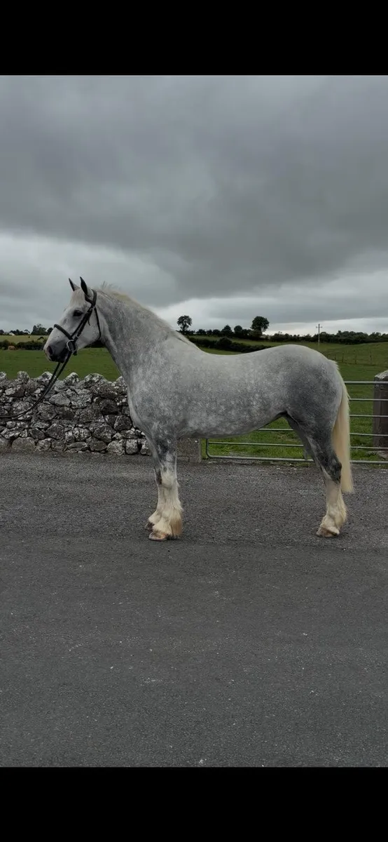 Show quality 4yr old filly - Image 1