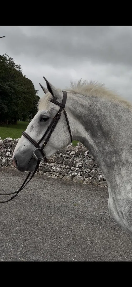 Show quality 4yr old filly - Image 2