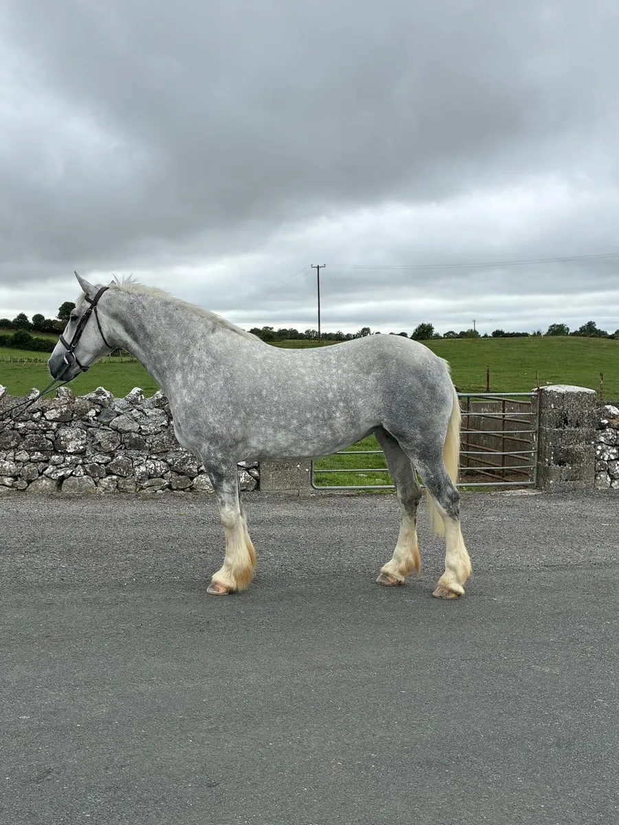 Show quality 4yr old filly - Image 3