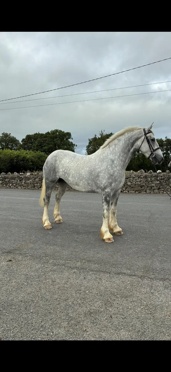 Show quality 4yr old filly - Image 4