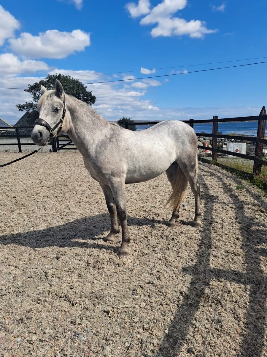 Connemara Pony - Image 3