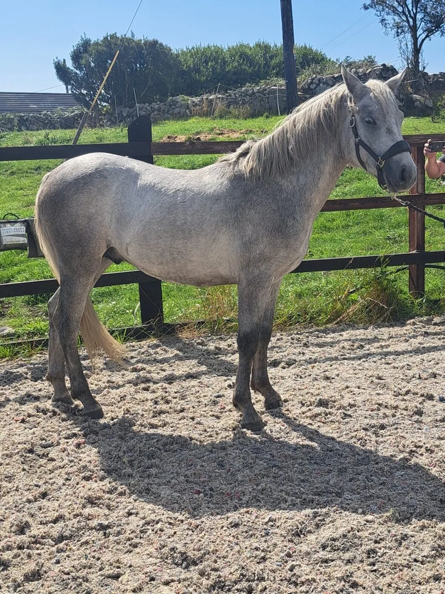 Connemara Pony - Image 4
