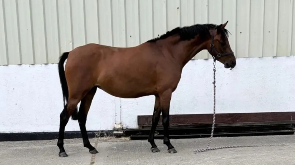 128cm 3yr old pony - Image 4