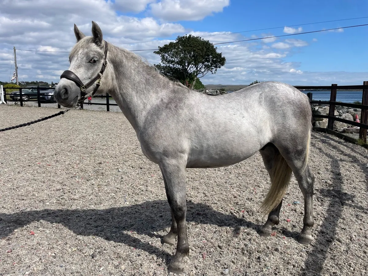 Connemara pony - Image 2