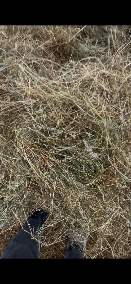 Haylage - Image 1