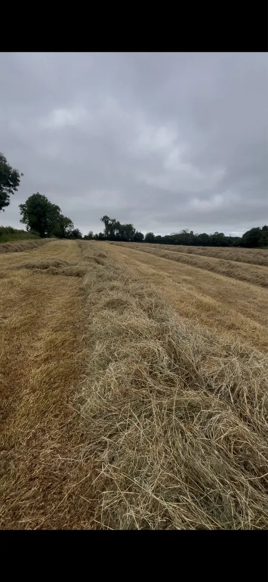 Haylage - Image 2