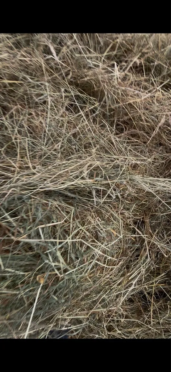 Haylage - Image 3