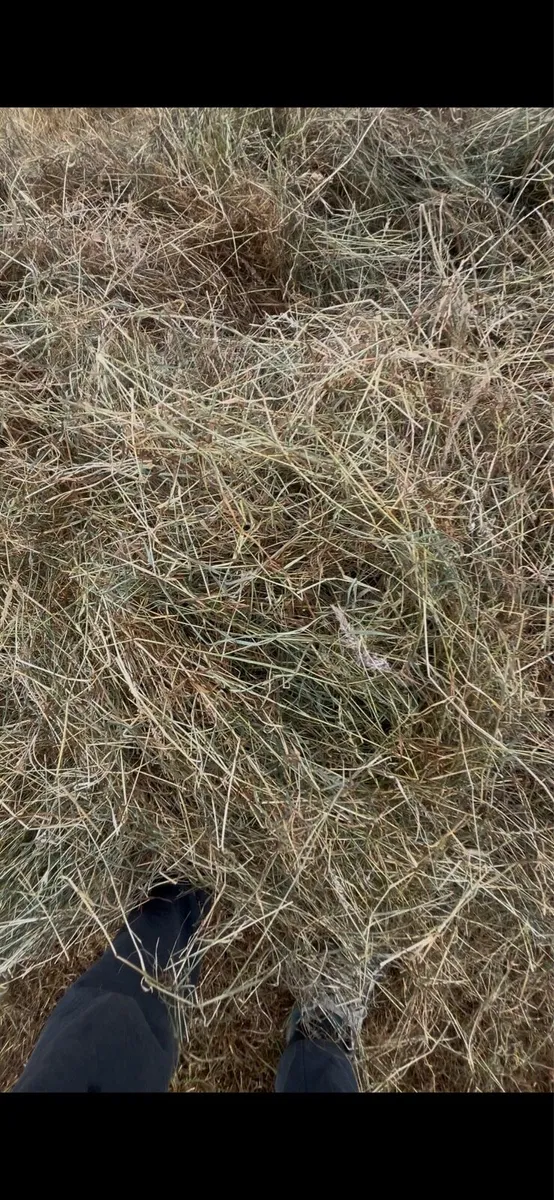 Haylage - Image 4