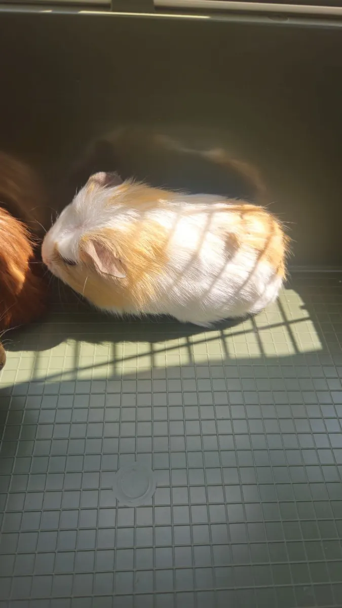 Guinea pigs - Image 3