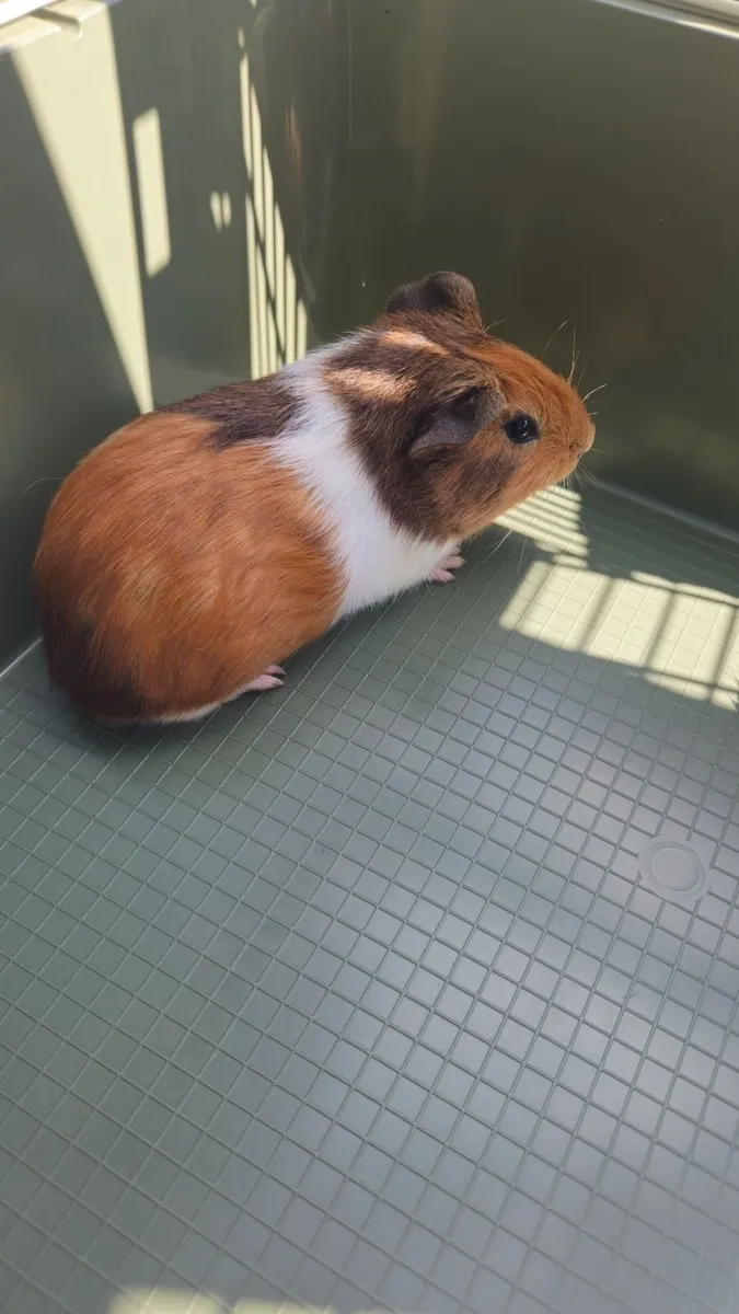 Guinea pigs - Image 1