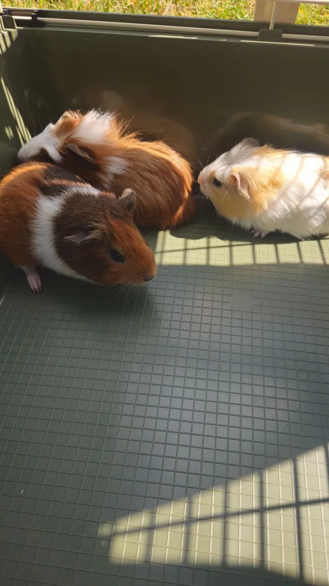 Guinea pigs - Image 2