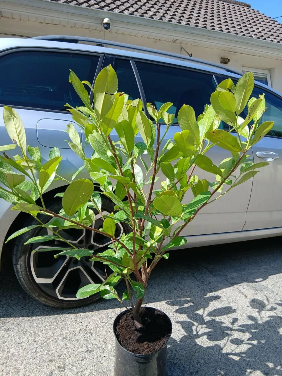 Laurel Instant Hedge €10 each. - Image 1