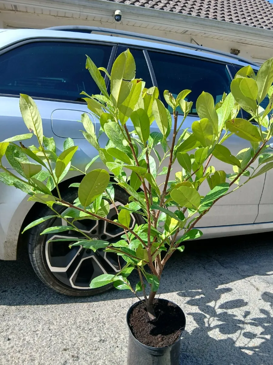 Laurel Instant Hedge €10 each. - Image 3