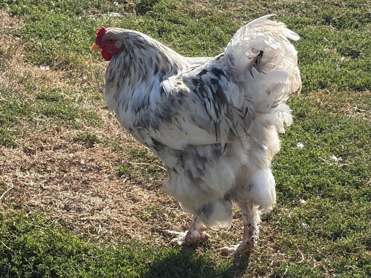 Young Roosters for sale - Image 1