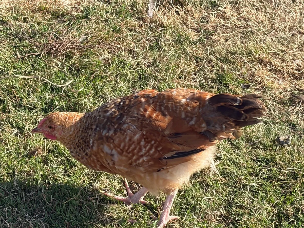 Young Roosters for sale - Image 2