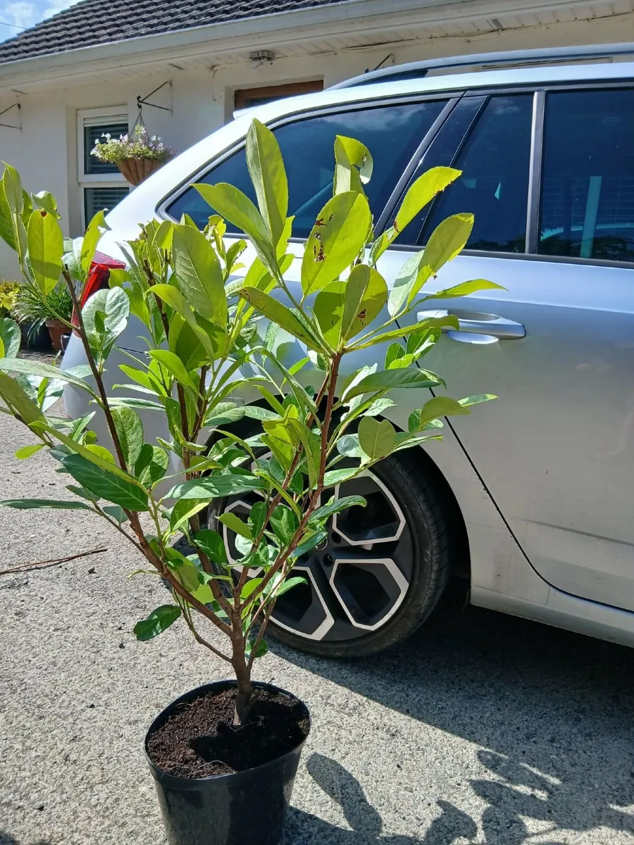 Laurel Instant Hedge €10 each. - Image 2