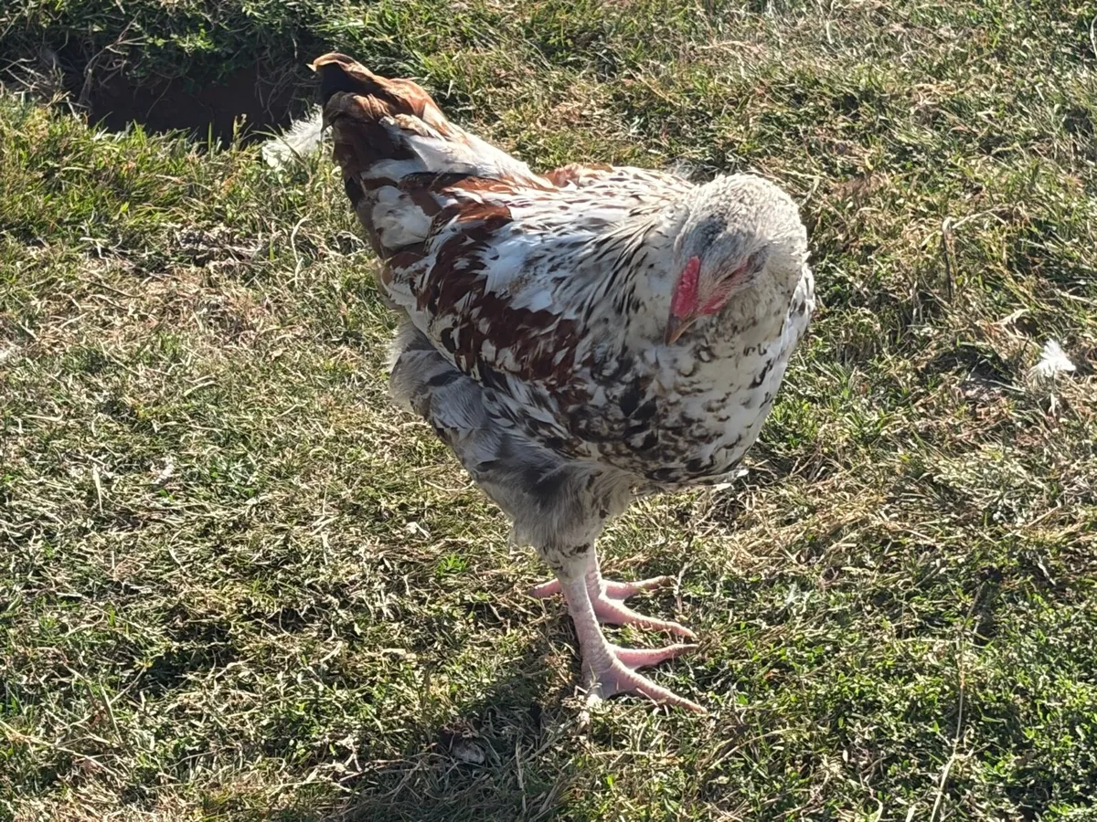 Young Roosters for sale - Image 3