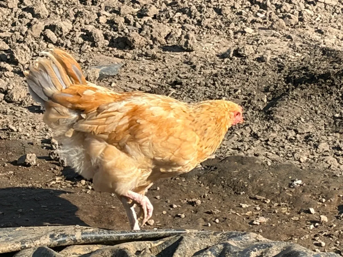 Young Roosters for sale - Image 4