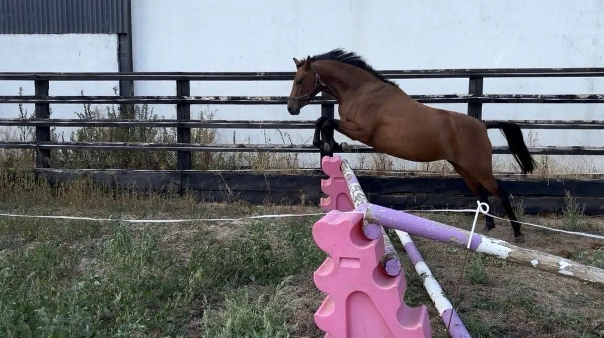 128cm 3yr old pony - Image 3
