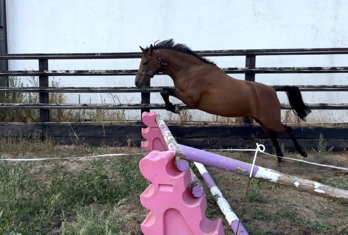 128cm 3yr old pony - Image 1