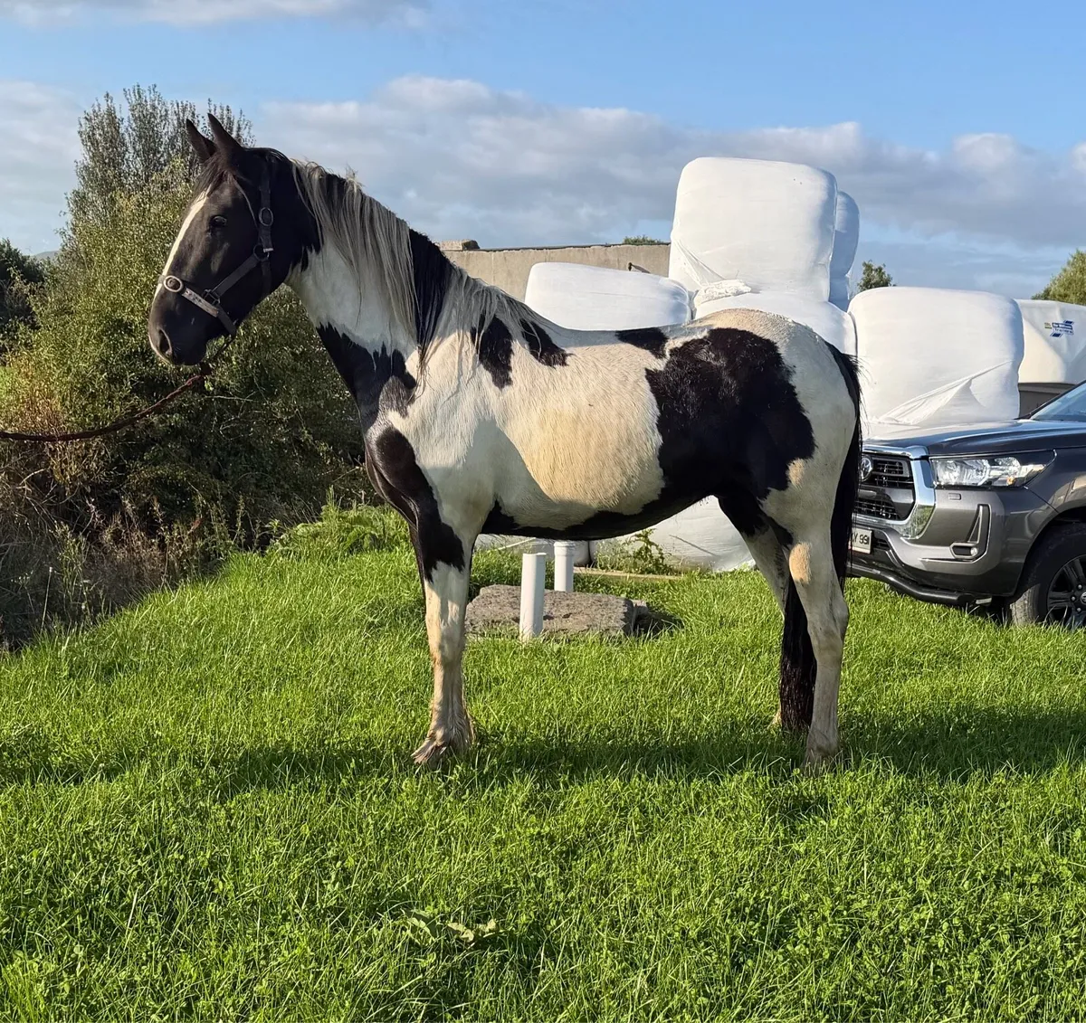 15 HH 3 year old gelding - Image 2