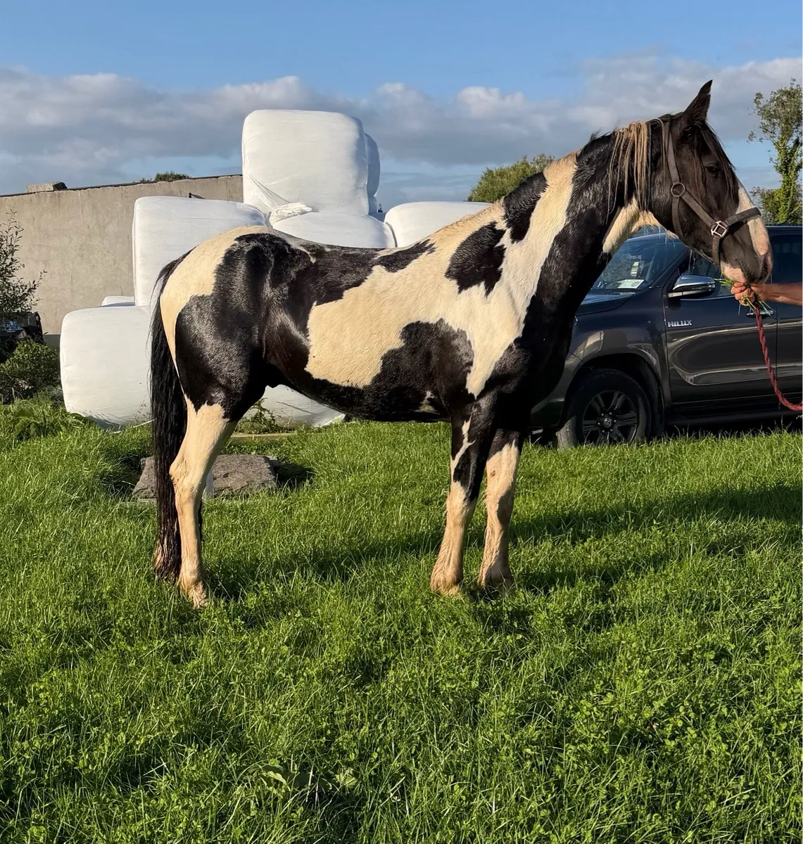 15 HH 3 year old gelding - Image 1