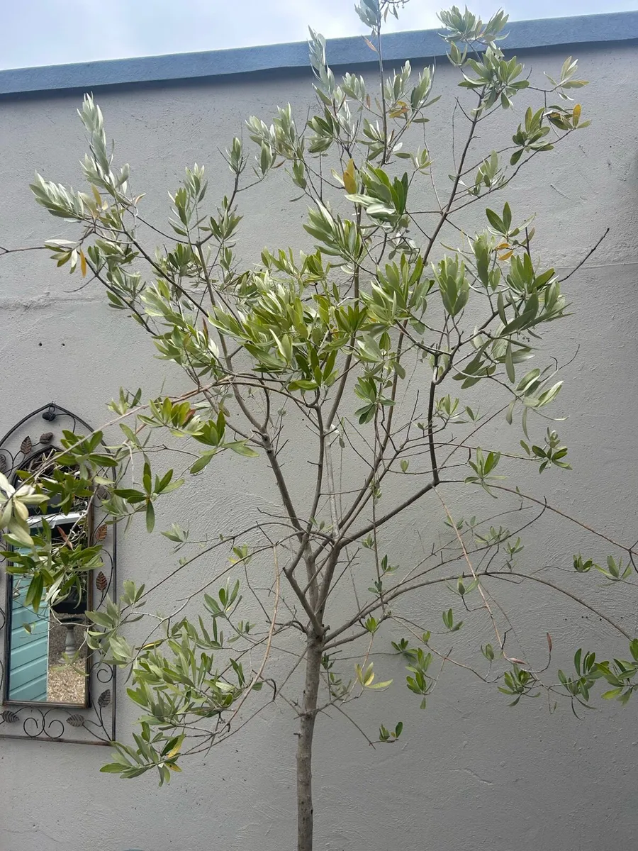 Olives trees - Image 3