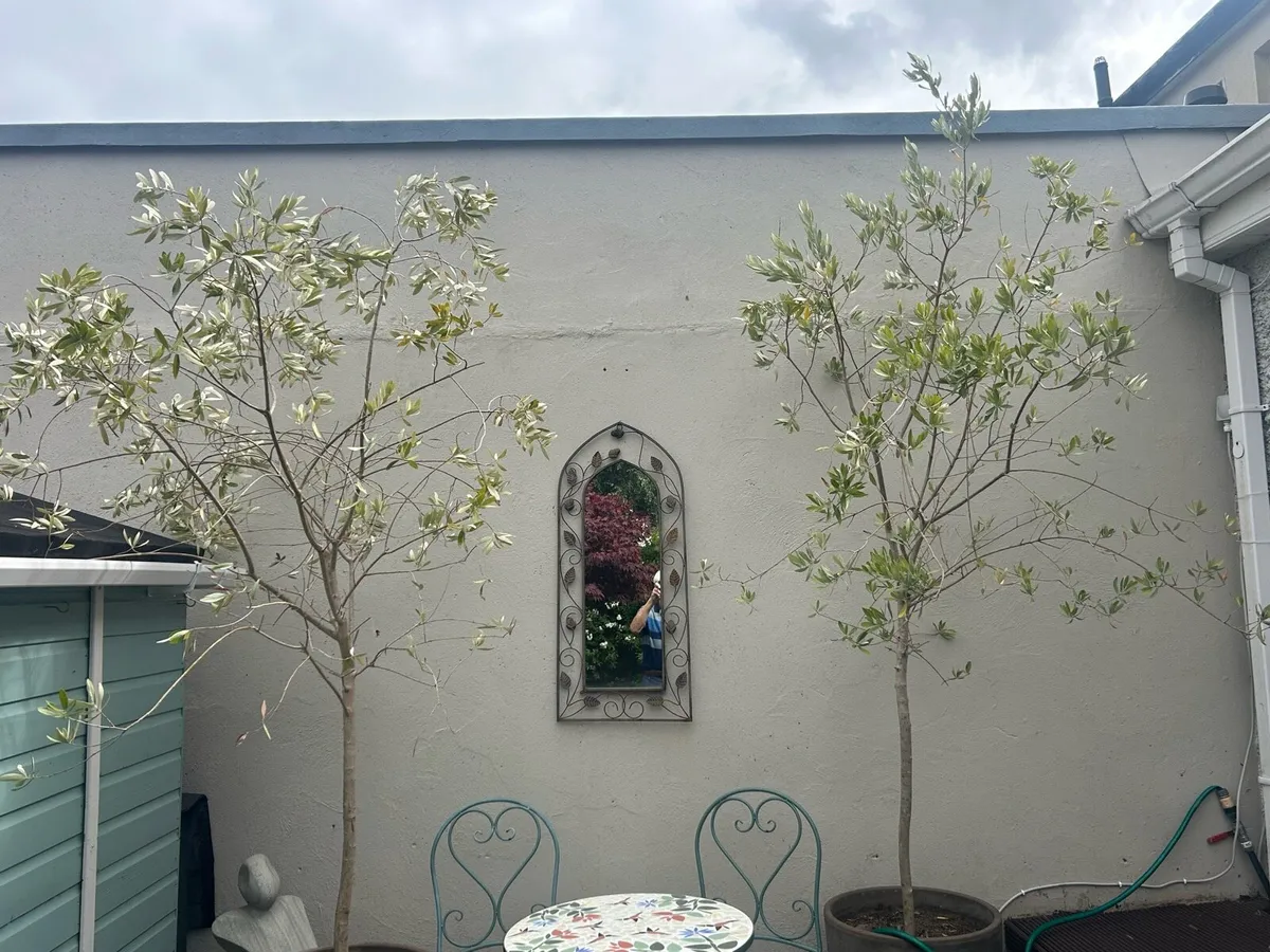 Olives trees - Image 1