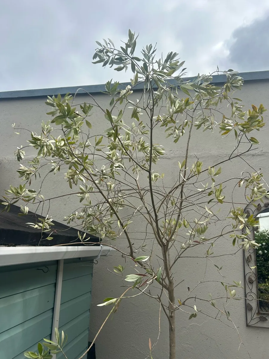 Olives trees - Image 2