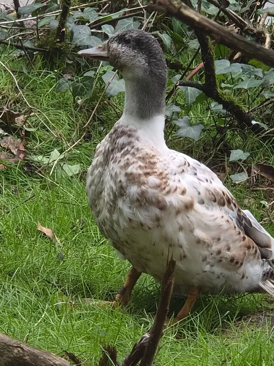Ornamental Layson Teal,Abacot Call Ducks, Day Old - Image 2