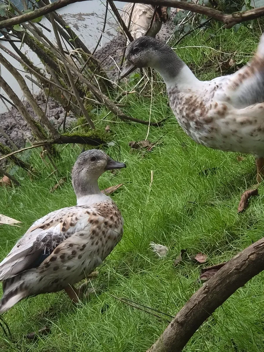 Ornamental Layson Teal,Abacot Call Ducks, Day Old - Image 4