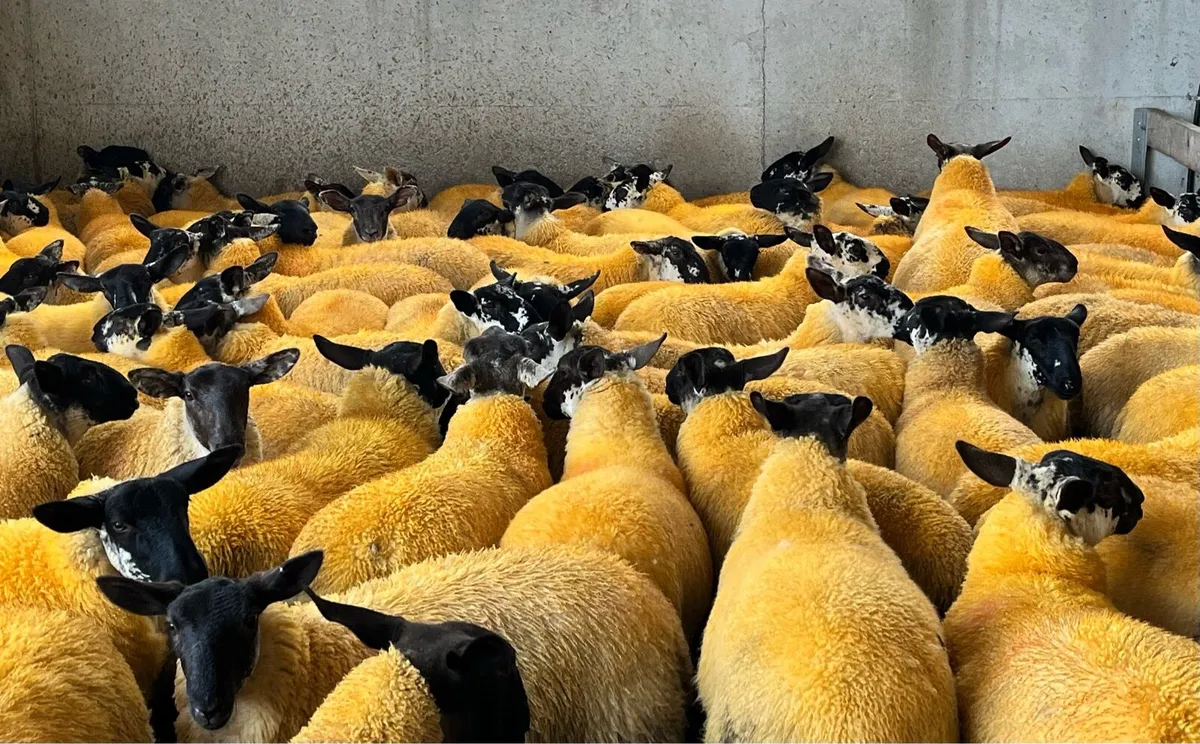Suffolk Ewe Lambs - Image 2