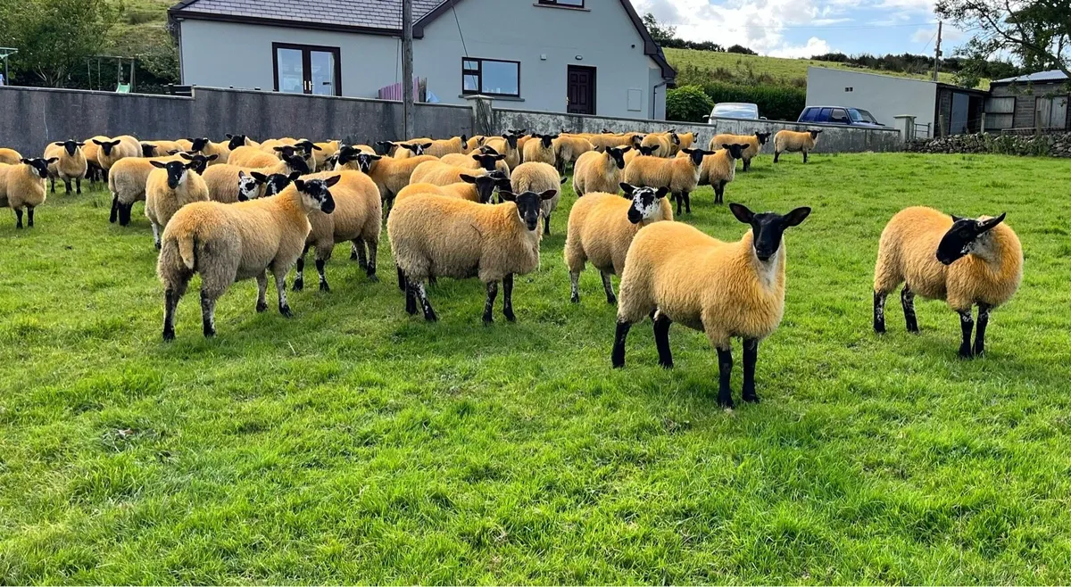 Suffolk Ewe Lambs - Image 3