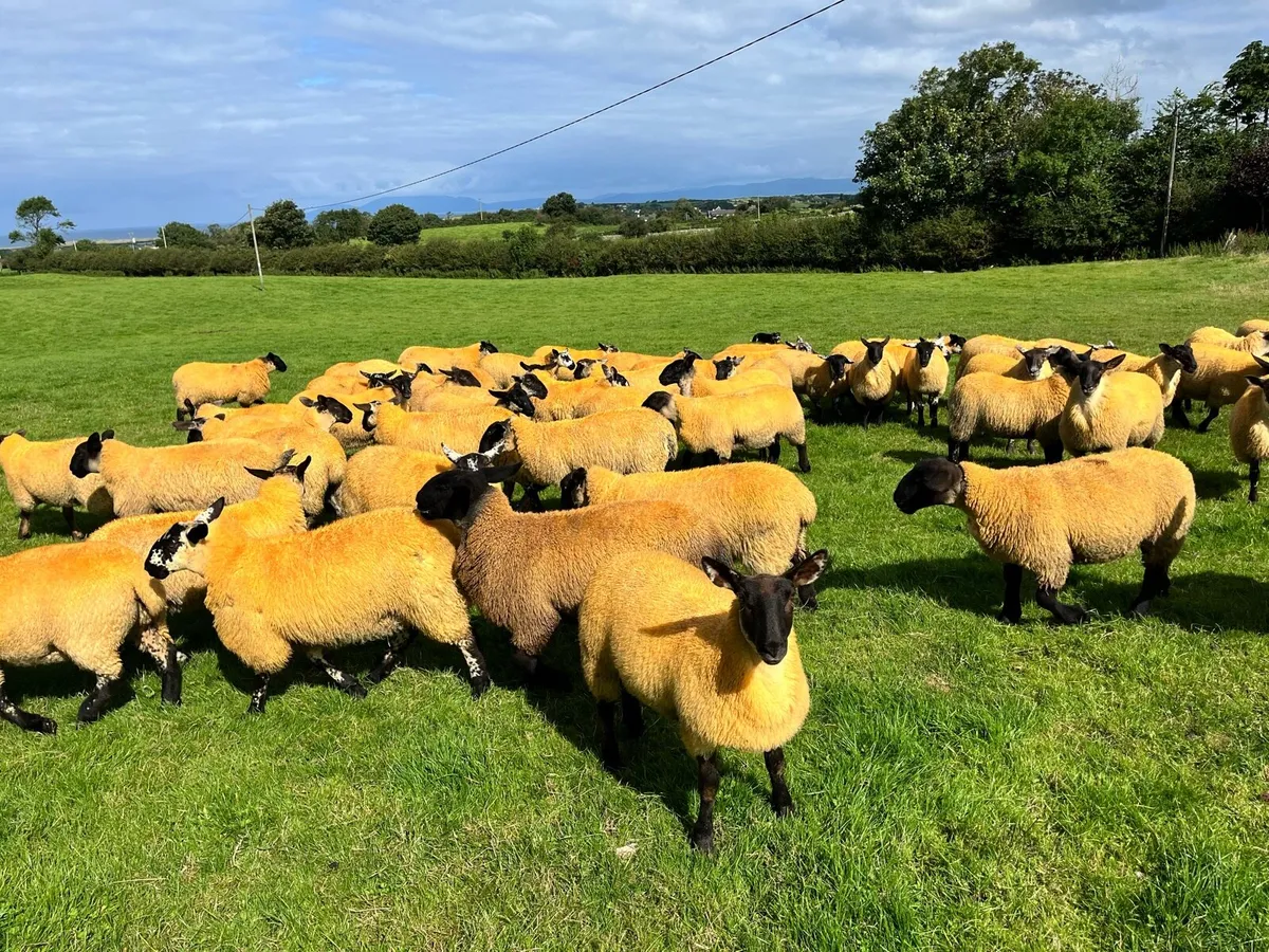 Suffolk Ewe Lambs - Image 4