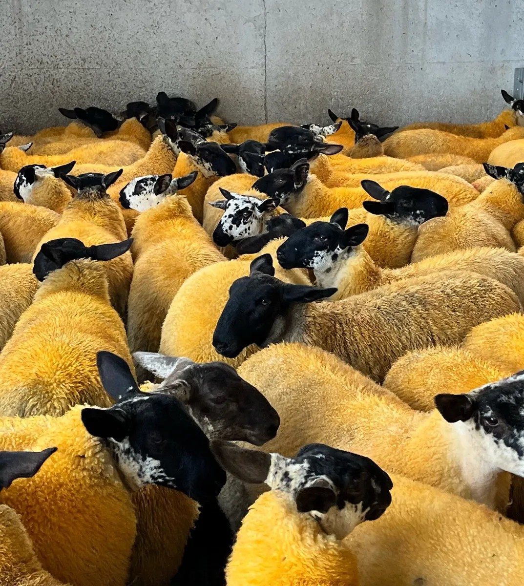 Suffolk Ewe Lambs - Image 1