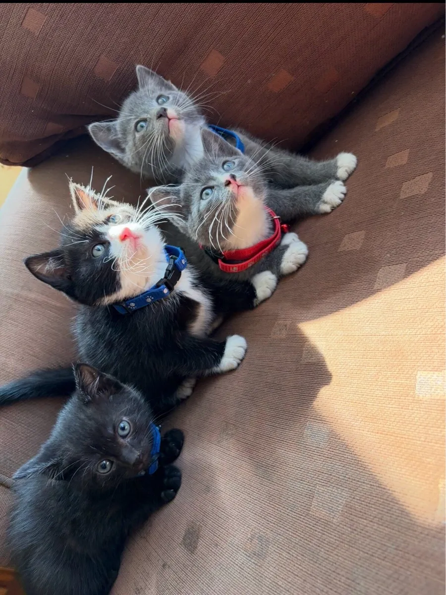 British shorthair Kittens - Image 1