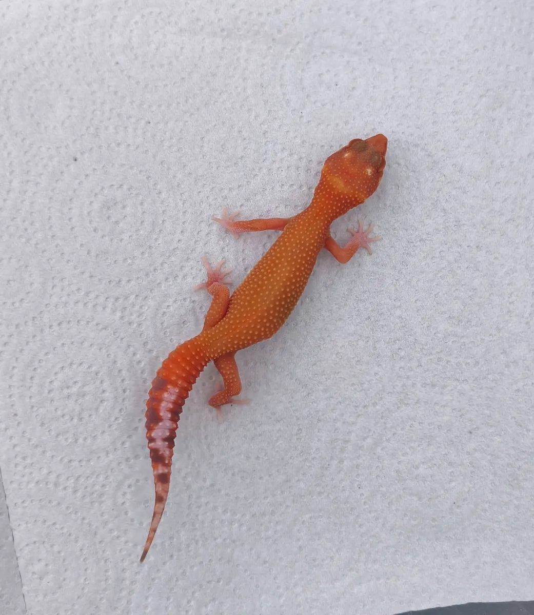 Leopard gecko