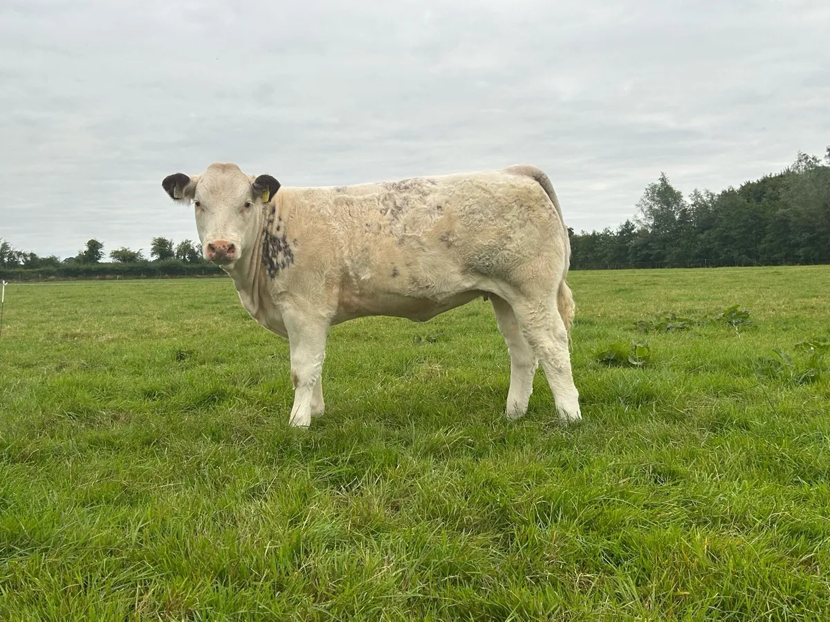Roan heifer - Image 2