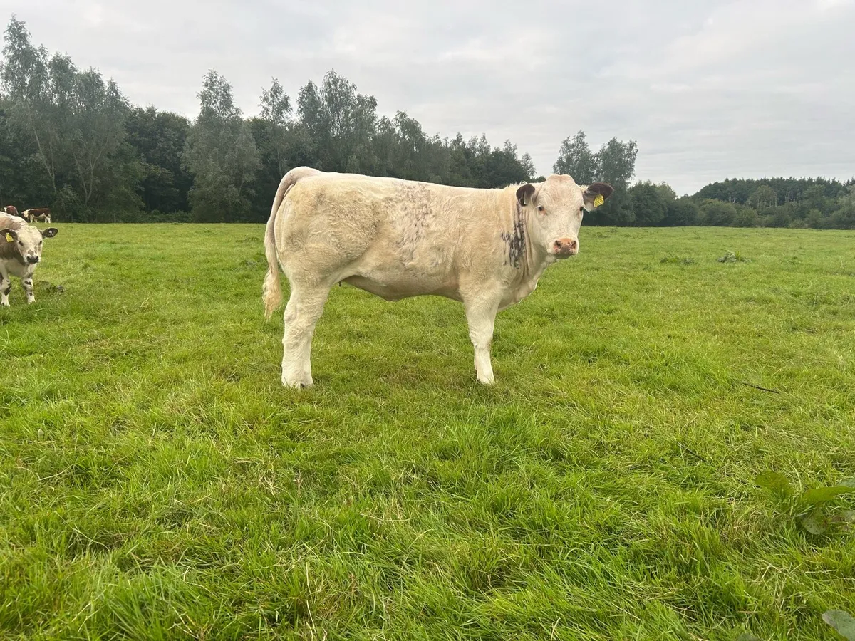Roan heifer - Image 3